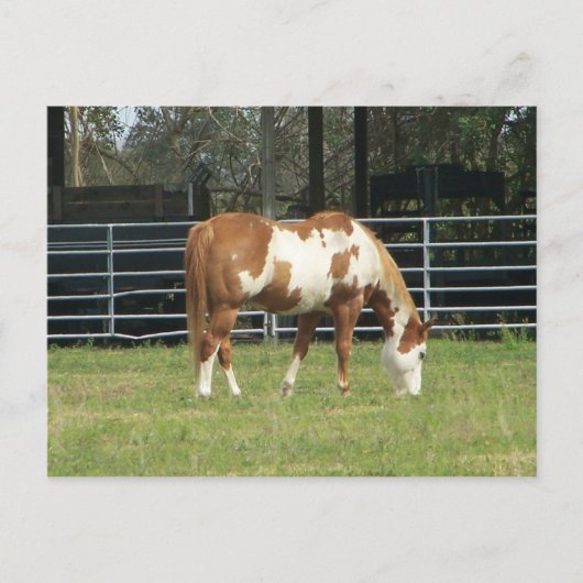 Quarterpferd Postkarte (Vorderseite)