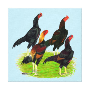 Quartett "Oriental Game Fowl" Leinwanddruck
