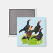Quartett "Oriental Game Fowl" Magnet (Vorderseite/Rückseite)