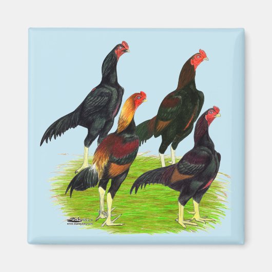 Quartett "Oriental Game Fowl" Magnet (Vorne)