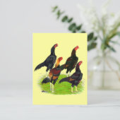 Quartett "Oriental Game Fowl" Postkarte (Stehend Vorderseite)