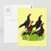 Quartett "Oriental Game Fowl" Postkarte (Vorne/Hinten)
