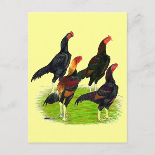 Quartett "Oriental Game Fowl" Postkarte (Vorderseite)