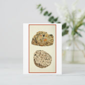 Quartzose Pudding Stone Mineralogie Illustration Postkarte (Stehend Vorderseite)