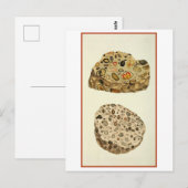 Quartzose Pudding Stone Mineralogie Illustration Postkarte (Vorne/Hinten)