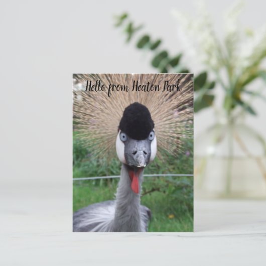 Quatsch! Postkarte (Stehend Vorderseite)