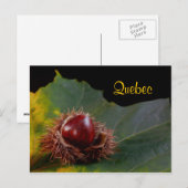 Quebec, Autumn Leaf mit Nut Postcard Postkarte (Vorne/Hinten)