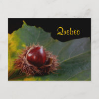 Quebec, Autumn Leaf mit Nut Postcard