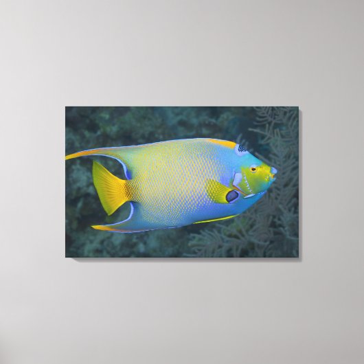 Queen Angelfish Leinwanddruck (Vorderseite)