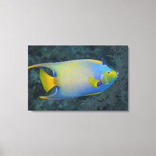 Queen Angelfish Leinwanddruck