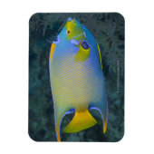 Queen Angelfish Magnet (Vertikal)