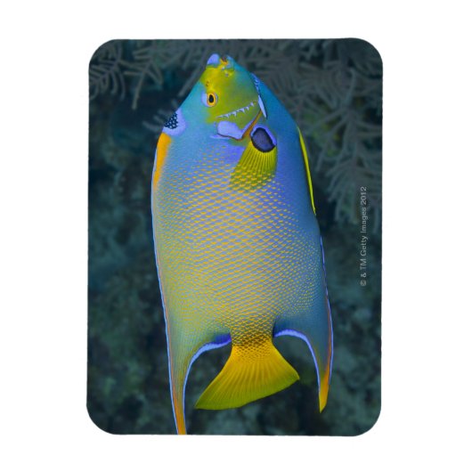 Queen Angelfish Magnet (Vertikal)