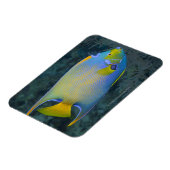 Queen Angelfish Magnet (Linke Seite)