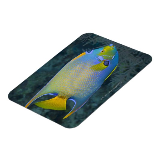 Queen Angelfish Magnet (Linke Seite)