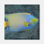 Queen Angelfish Magnet (Vorne)