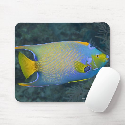 Queen Angelfish Mousepad (Mit Mouse)