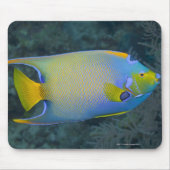 Queen Angelfish Mousepad (Vorne)