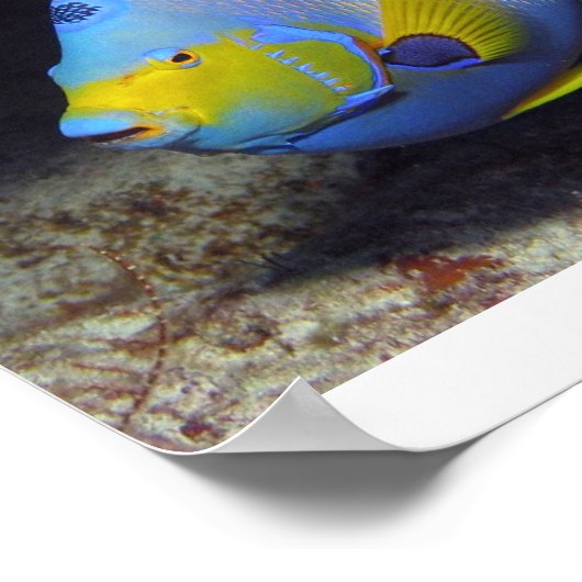 Queen Angelfish Poster (Ecke)
