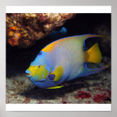 Queen Angelfish Poster (Vorne)