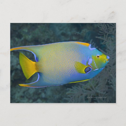 Queen Angelfish Postkarte (Vorderseite)