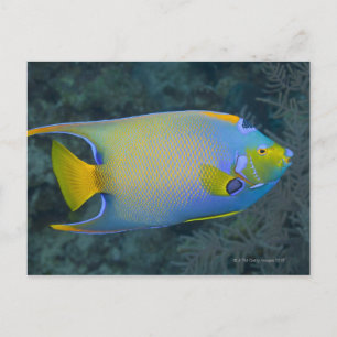 Queen Angelfish Postkarte