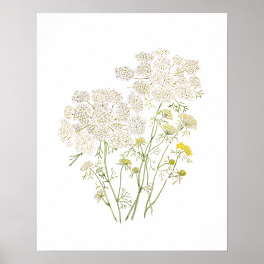 Queen Ann Lace Tinte und Aquarellmalerei Poster (Vorne)