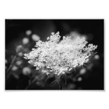 Queen Anne's Lace B&W Blume Foto Print