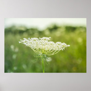 Queen Anne's Lace Blume Nature Poster 36" x 24"