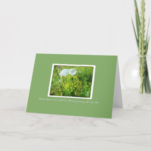 Queen Anne's Lace & Cow Parsnip Card auf Green Karte (Vorderseite)