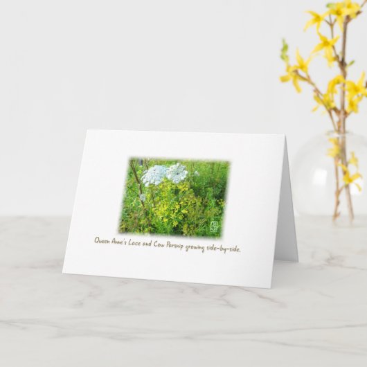 Queen Anne's Lace & Cow Parsnip Card auf Weiß Karte (Gelbe Blume)