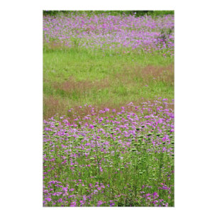 Queen Anne's Lace Daucus carota), die Fotodruck