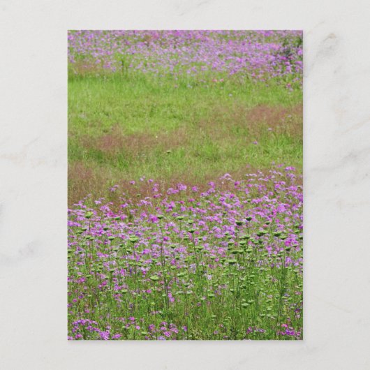 Queen Anne's Lace Daucus carota), die Postkarte (Vorderseite)