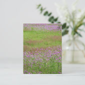 Queen Anne's Lace Daucus carota), die Postkarte (Stehend Vorderseite)