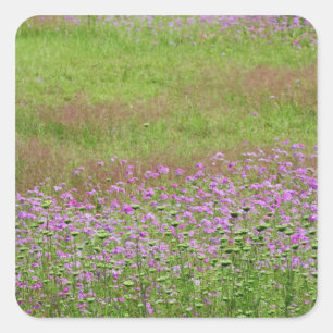 Queen Anne's Lace Daucus carota), die Quadratischer Aufkleber