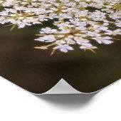 Queen Anne's Lace-Poster Poster (Ecke)