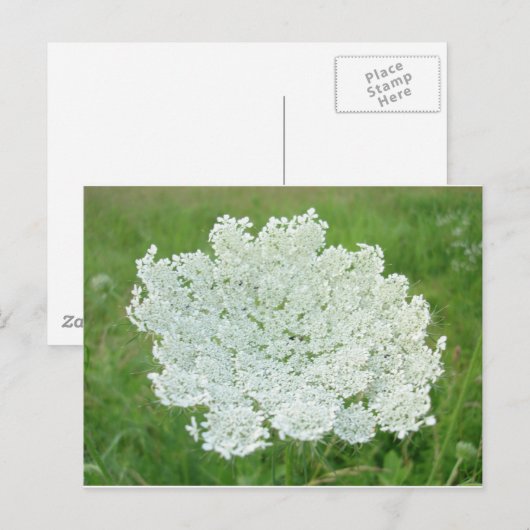 Queen Annes Lace Postkarte (Vorne/Hinten)