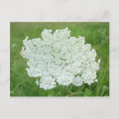 Queen Annes Lace Postkarte (Vorderseite)