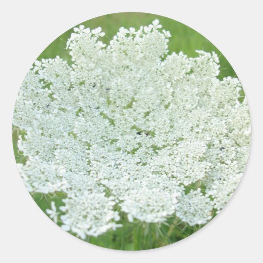 Queen Annes Lace Runder Aufkleber (Vorderseite)