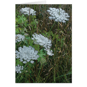Queen Anne's Lace White Wild Blume