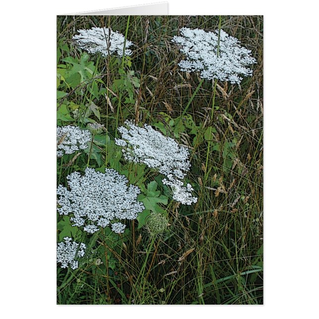 Queen Anne's Lace White Wild Blume (Vorne)