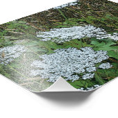 Queen Anne's Lace White Wild Blume Fotodruck (Ecke)