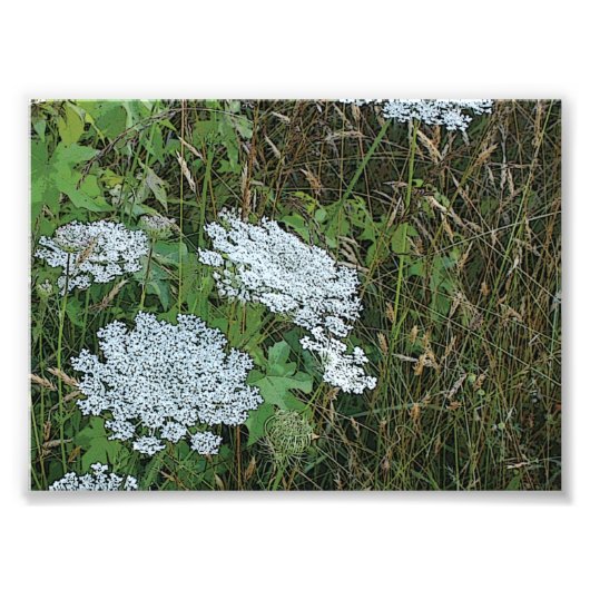 Queen Anne's Lace White Wild Blume Fotodruck (Vorne)