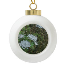 Queen Anne's Lace White Wild Blume