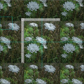 Queen Anne's Lace White Wild Blume Stoff (Kachel)