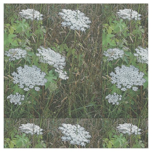 Queen Anne's Lace White Wild Blume Stoff (Nahaufnahme)
