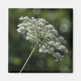 Queen Anne's Lace White Wildblume Magnet