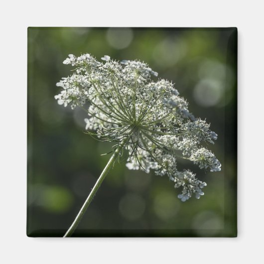 Queen Anne's Lace White Wildblume Magnet (Vorne)