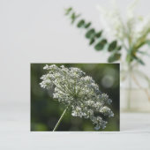 Queen Anne's Lace White Wildblume Postcard Postkarte (Stehend Vorderseite)