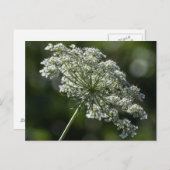 Queen Anne's Lace White Wildblume Postcard Postkarte (Vorne/Hinten)