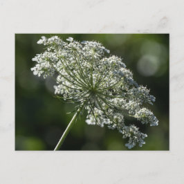 Queen Anne's Lace White Wildblume Postcard Postkarte
